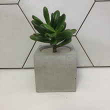 Load image into Gallery viewer, Concrete Republic's DIY Pot Kit - Makes 2 Pots